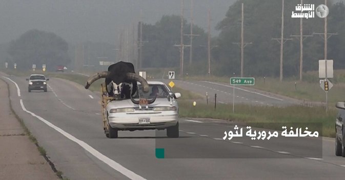 مخالفة مرورية لثور
