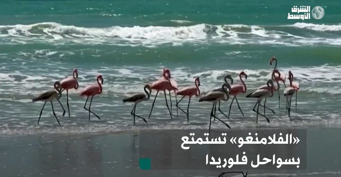 «الفلامنغو» تستمتع بسواحل فلوريدا