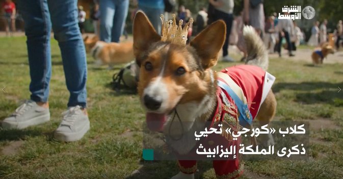 كلاب «كورجي» تحيي ذكرى الملكة إليزابيث
