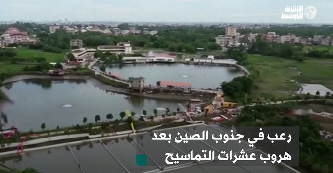 رعب في جنوب الصين بعد هروب عشرات التماسيح