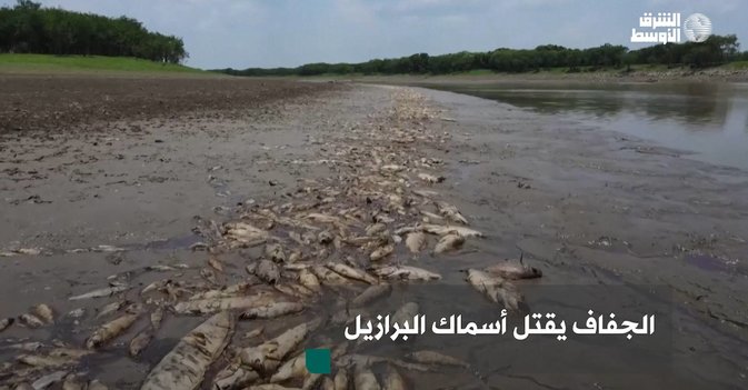 الجفاف يقتل أسماك البرازيل