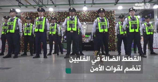 القطط الضالة في الفلبين تنضم لقوات الأمن