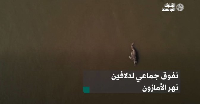 نفوق جماعي لدلافين نهر الأمازون