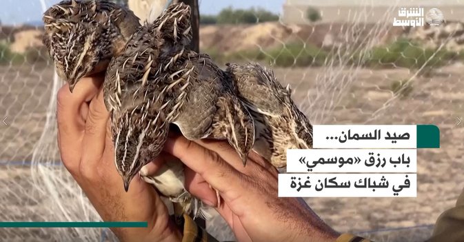 صيد السمان... باب رزق «موسمي» في شباك سكان غزة