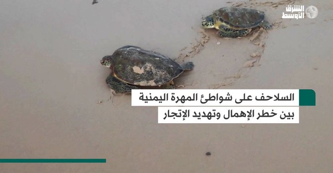 السلاحف على شواطئ المهرة اليمنية بين خطر الإهمال وتهديد الإتجار