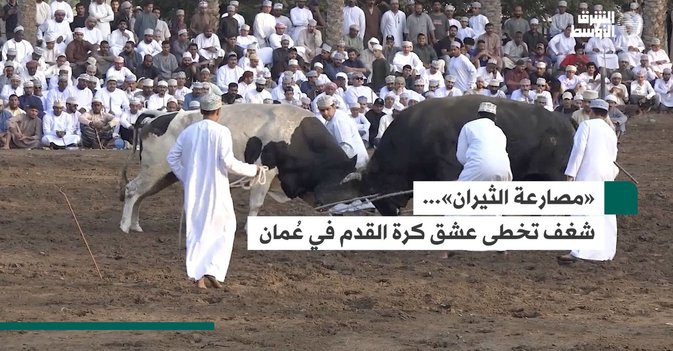 «مصارعة الثيران»... شغف تخطى عشق كرة القدم في عُمان