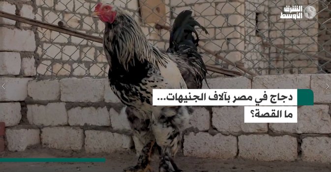دجاج في مصر بآلاف الجنيهات... ما القصة؟