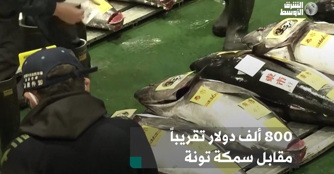 800 ألف دولار تقريباً مقابل سمكة تونة
