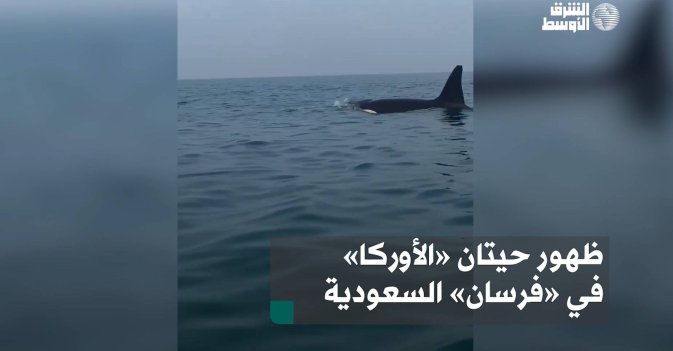 ظهور حيتان «الأوركا» في «فرسان» السعودية