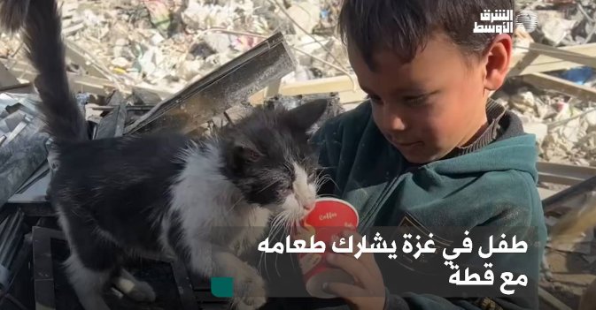 طفل في غزة يشارك طعامه مع قطة