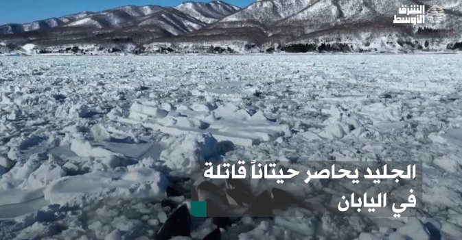 الجليد يحاصر حيتاناً قاتلة في اليابان