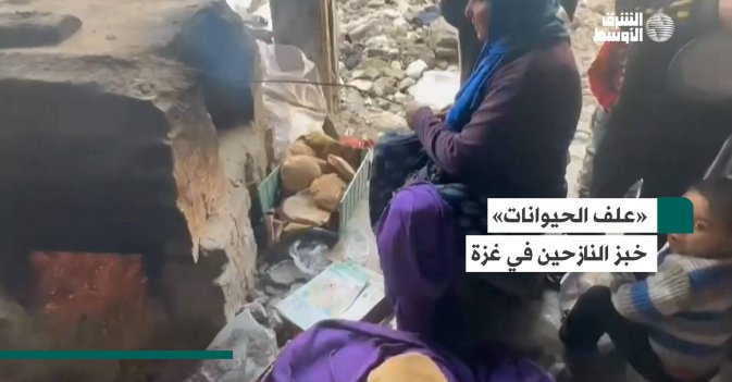 «علف الحيوانات» خبز النازحين في غزة