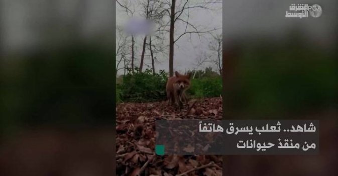 شاهد.. ثعلب يسرق هاتفاً من منقذ حيوانات