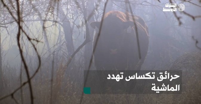 حرائق تكساس تهدد الماشية