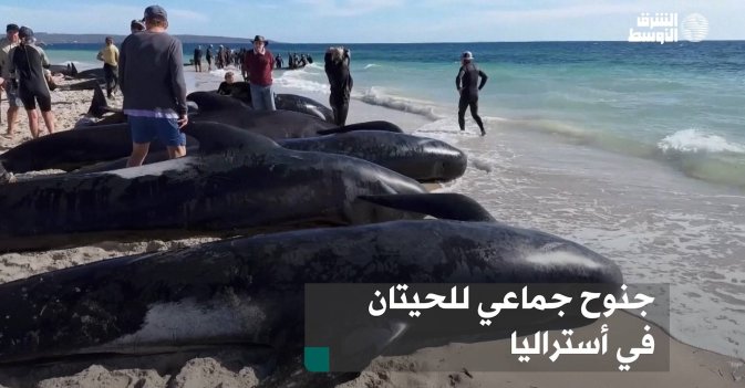 جنوح جماعي للحيتان في أستراليا