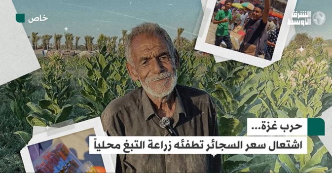 حرب غزة... اشتعال سعر السجائر تطفئه زراعة التبغ محلياً