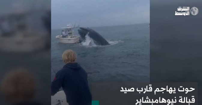 حوت يهاجم قارب صيد قبالة نيوهامبشاير