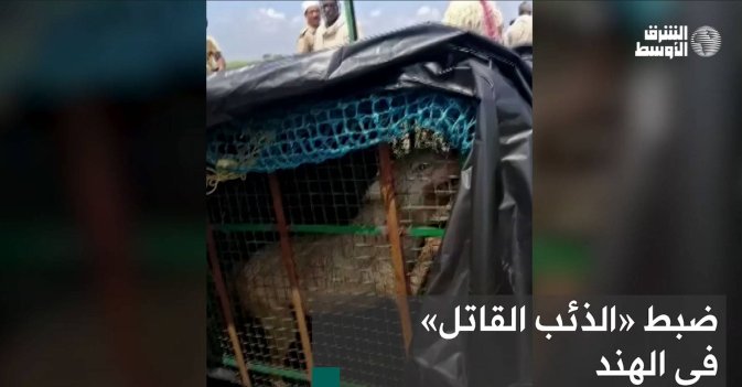 ضبط «الذئب القاتل» في الهند