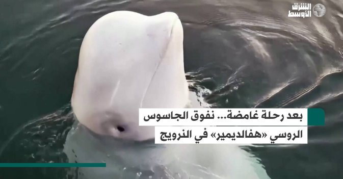 بعد رحلة غامضة... نفوق الجاسوس الروسي «هفالديمير» في النرويج