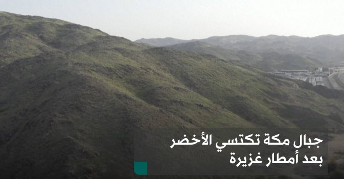 جبال مكة تكتسي الأخضر بعد أمطار غزيرة