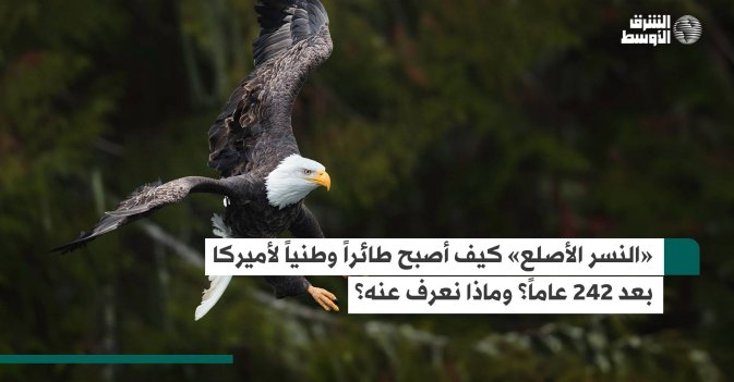 «النسر الأصلع».. كيف أصبح طائراً وطنياً لأميركا بعد 242 عاماً؟ وماذا نعرف عنه؟