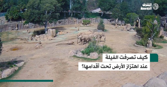 كيف تصرفت الفيلة عند اهتزاز الأرض تحت أقدامها؟