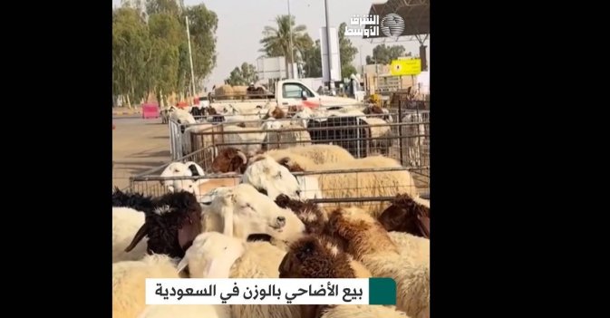 بيع الأضاحي بالوزن في السعودية