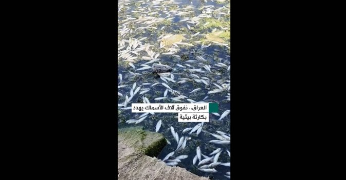 العراق.. نفوق آلاف الأسماك يهدد بكارثة بيئية