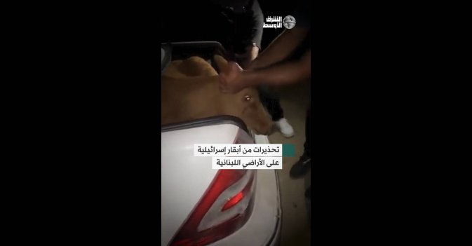 تحذيرات من أبقار إسرائيلية على الأراضي اللبنانية