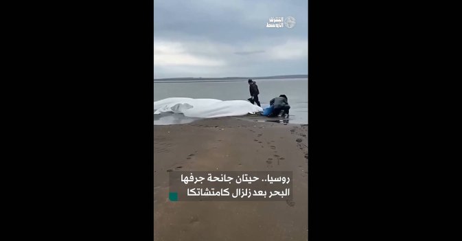 روسيا.. حيتان جانحة جرفها البحر بعد زلزال كامتشاتكا