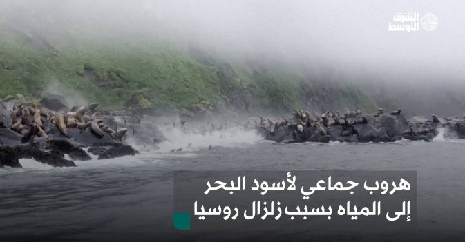 هروب جماعي لأسود البحر إلى المياه بسبب زلزال روسيا