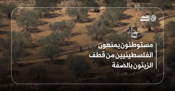 مستوطنون يمنعون الفلسطينيين من قطف الزيتون بالضفة
