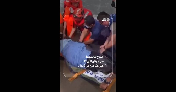 جنوح مجموعة من حيتان الأوركا على شاطئ في تايوان 