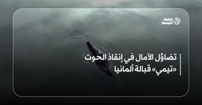 تضاؤل الآمال في إنقاذ الحوت «تيمي» قبالة ألمانيا