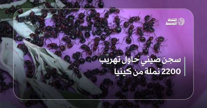 سجن صيني حاول تهريب 2200 نملة من كينيا