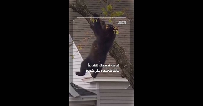 شرطة نيويورك تنقذ دباً عالقاً بتخديره على شجرة 
