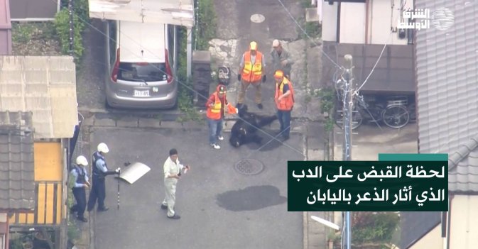 لحظة القبض على الدب الذي أثار الذعر باليابان