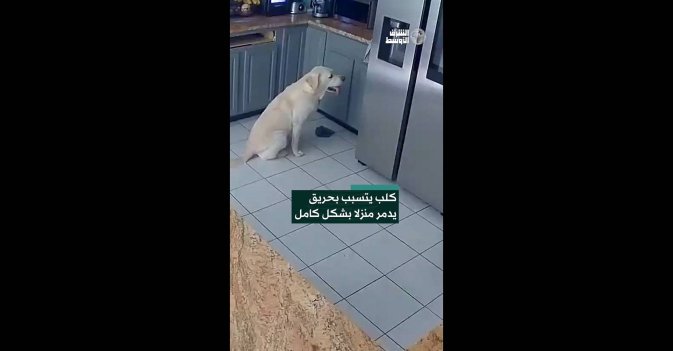 كلب يتسبب بحريق يدمر منزلا بشكل كامل 