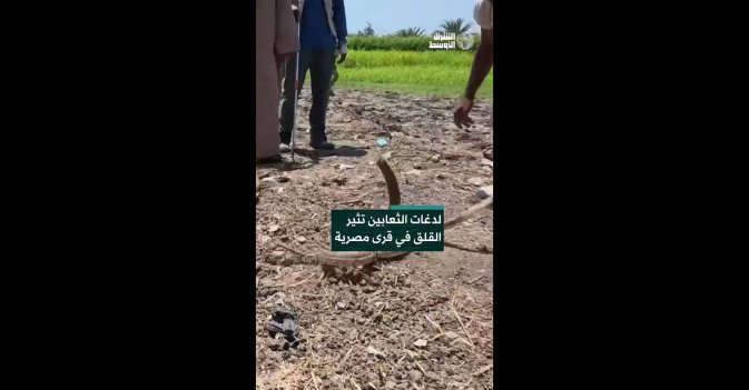 لدغات الثعابين تثير القلق في قرى مصرية