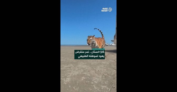 كازاخستان.. نمر منقرض يعود لموطنه الطبيعي