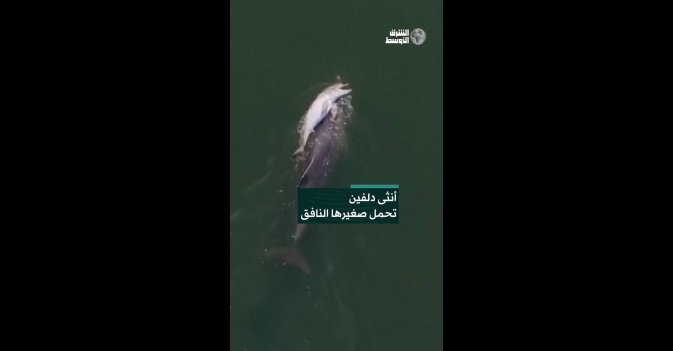 أنثى دلفين تحمل صغيرها النافق