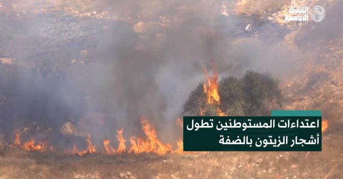 اعتداءات المستوطنين تطول أشجار الزيتون بالضفة