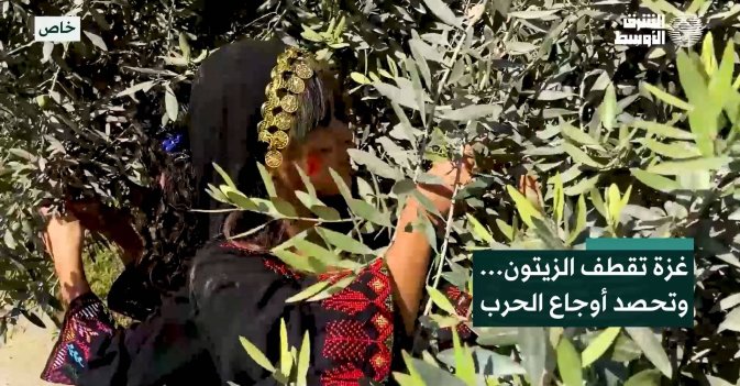 غزة تقطف الزيتون… وتحصد أوجاع الحرب