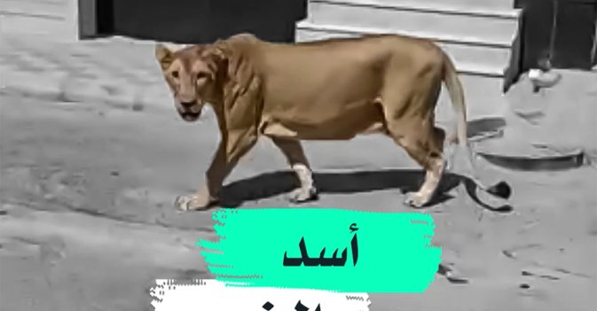 أسد الخبر