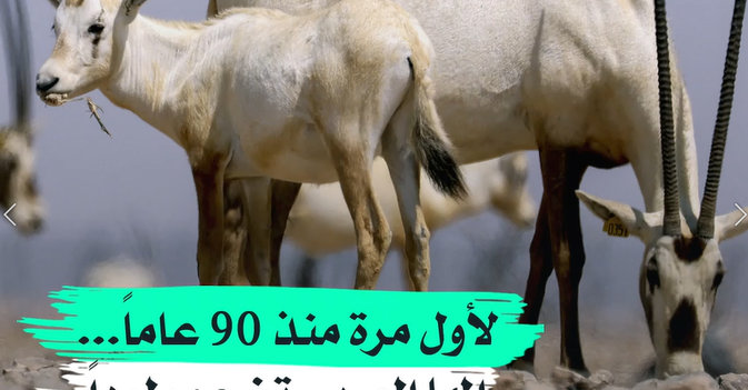 لأول مرة منذ 90 عاماً...المها العربي تضع مولوداً في السعودية