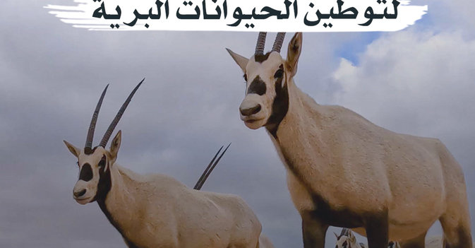 «العلا» تطلق أكبر حملة لتوطين الحيوانات البرية