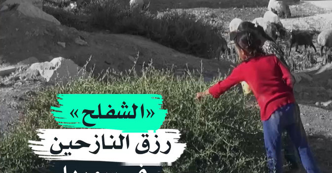 «الشفلح» رزق النازحين في سوريا