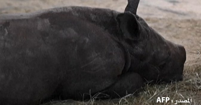 احتفاء بولادة وحيد قرن جديد بحديقة حيوانات أمنيفيل