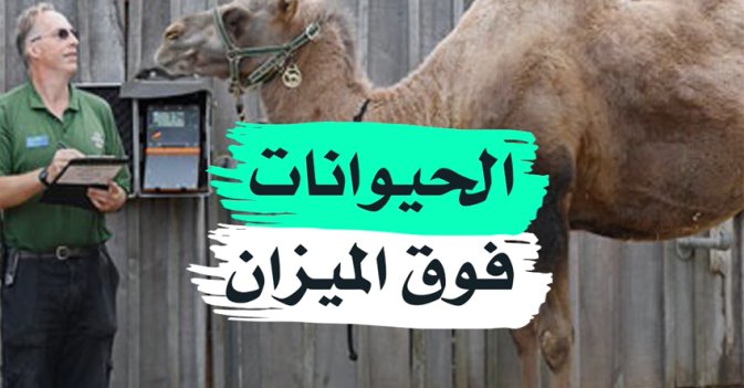 الحيوانات فوق الميزان