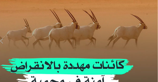كائنات مهددة بالانقراض آمنة في محمية الملك عبد العزيز